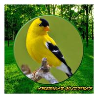 Song American Goldfinch Mp3 Plakat