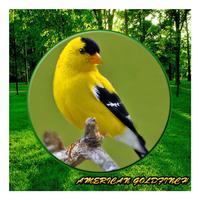 Poster Song American Goldfinch Mp3