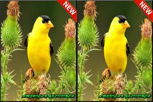 1 Schermata Song American Goldfinch Mp3