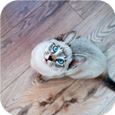 Pussy. Cute live wallpapers APK