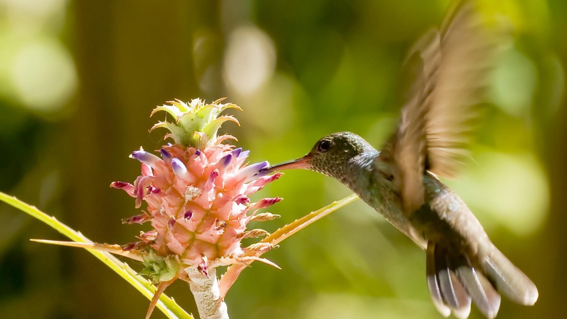 Как поют звери птицы и насекомые. Зубчатоклювый Колибри. Птенец Колибри. Колибри в Тайланде. Колибри Хуа цветы.
