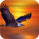 Flying Eagle. Live Wallpapers APK