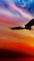 Flying Eagle. Live Wallpapers Screenshot 1