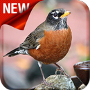 American Robin Bird Songs APK