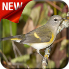 American Redstart Bird Songs-icoon