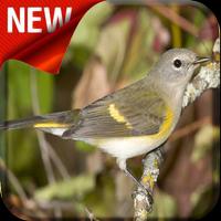 American Redstart Bird Songs পোস্টার