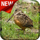 American Woodcock Bird Song icon
