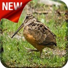 American Woodcock Bird Song 图标