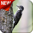 American Three Toed Woodpecker Bird Sounds 아이콘