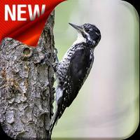 American Three Toed Woodpecker Bird Sounds plakat