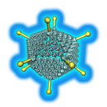 Adenovirus Structure in 3D VR