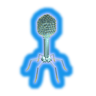 Bacteriophage Virus in 3D VR icône