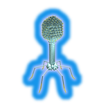 Bacteriophage Virus in 3D VR