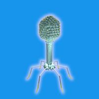 Bacteriophage Virus in 3D VR Affiche
