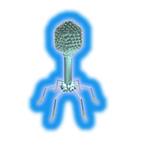 Bacteriophage Virus Structure in 3D VR icône