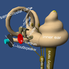 Human Ear structure in 3D icon