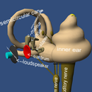 Human Ear Structure in 3D VR APK