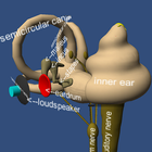 Human Ear Structure in 3D VR icône