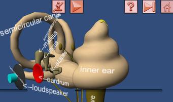 Human Ear Structure in 3D VR capture d'écran 1