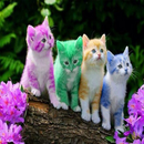 Kitten animated image APK