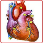 ikon Anatomi Organ Dalam Lengkap