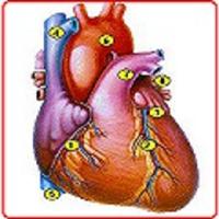 Anatomi Organ Dalam Lengkap পোস্টার