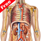 Anatomy Atlas أيقونة