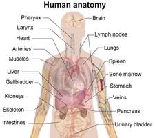 Anatomy Atlas Poster