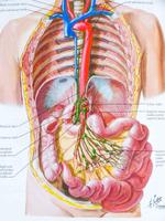 Anatomy Atlas تصوير الشاشة 1