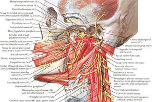 Anatomy Atlas ภาพหน้าจอ 2