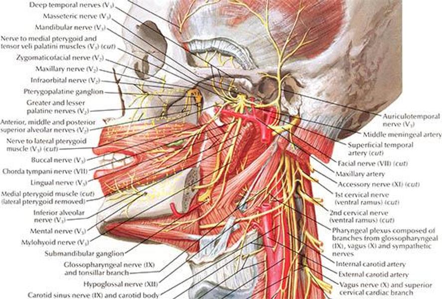 Атлас человека неттер. Фрэнк Неттер атлас анатомии. Атлас анатомии человека Фрэнк Неттер 4 издание. Атлас Netter анатомии человека. Анатомия Фрэнка Неттера.