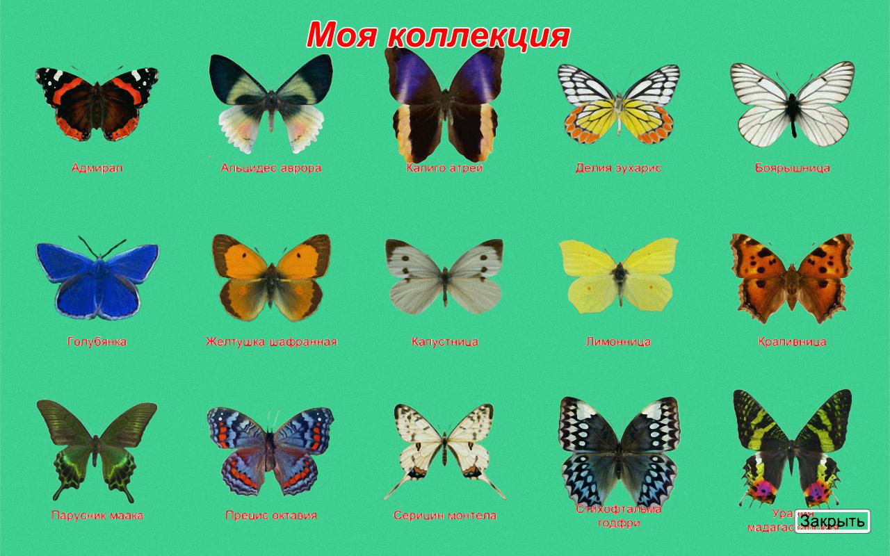 Покажи где бабочка. Название бабочек. Бабочки с названиями для детей. Виды бабочек с названиями. Бабочки разных цветов.