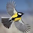 APK Flying Bird
