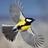 APK Flying Bird
