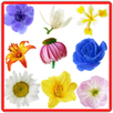 Anemone Flowers Connect Game APK