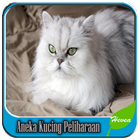 Aneka Kucing Peliharaan ikona