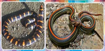 Various Kinds of Snakes