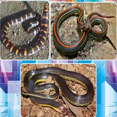 Various Kinds of Snakes APK download