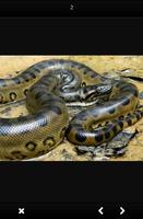 Various Kinds of Snakes poster