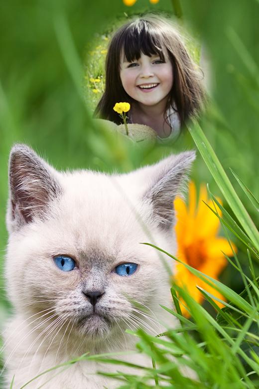 Kitty Cat Cute Photo Frames For Android Apk