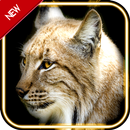 Animal Art - Live Wallpaper APK