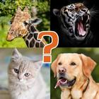 Animal Quiz - Learn All Animal icône