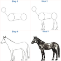 Animal Pencil Sketching Step by Step