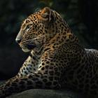 Leopard Wallpapers icon