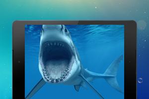 Shark Wallpapers 海報