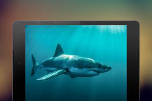 Shark Wallpapers imagem de tela 1