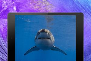 Shark Wallpapers imagem de tela 3