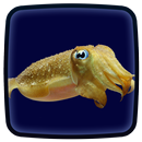 Cuttlefish Live Wallpaper-APK
