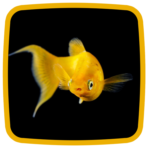 Peixinho-Dourado Fundo HD