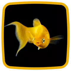 Goldfisch Live-Hintergründe APK Herunterladen